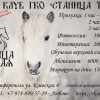 Конный клуб ГКО «Станица Терская»