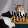 Вокруг шахмат