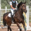 Обучение верховой езде (конный спорт)
