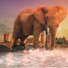 Изостудия «Оранжевый слон»