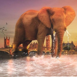 Изостудия «Оранжевый слон»