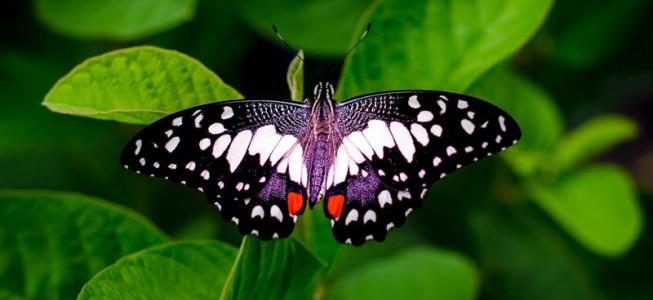 blog-post image