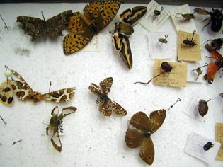 Экология насекомых