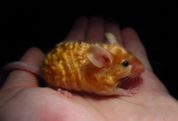 Выставка крыс и мышей «КрЫсота спасет мир»