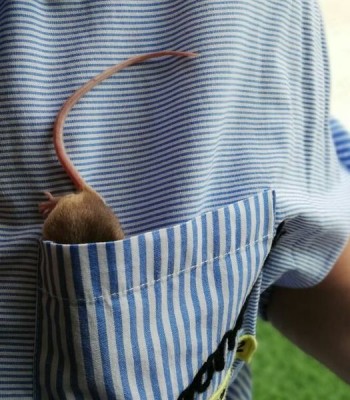 Выставка крыс и мышей «КрЫсота спасет мир»