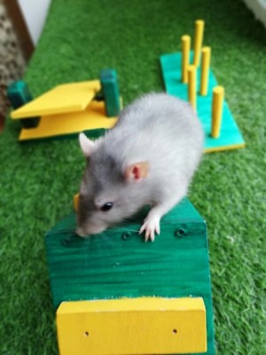 Выставка крыс и мышей «КрЫсота спасет мир»