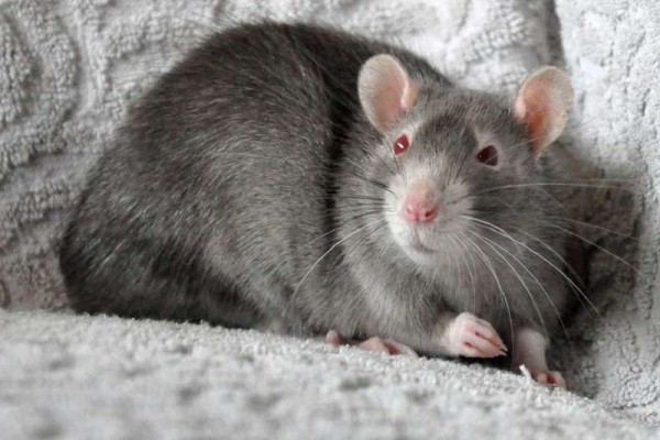 Выставка крыс и мышей «КрЫсота спасет мир»